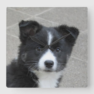 Horloge Carrée Islandhund