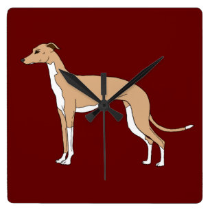 Horloge Carrée Italien Greyhound - Blue fawn