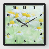 Jolies marguerites dans un champ Photo sur un