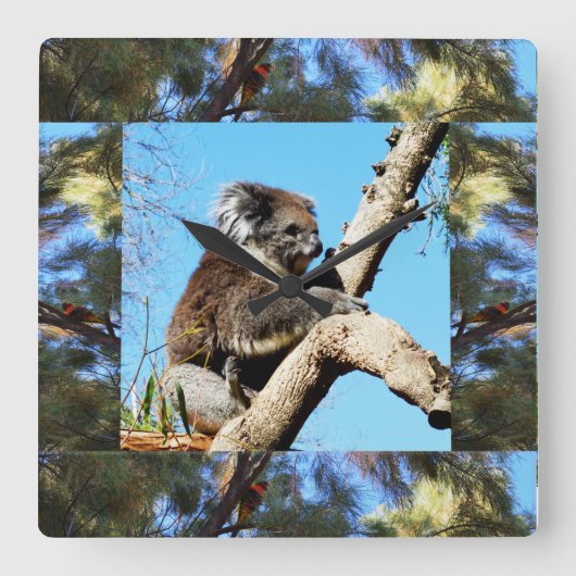 Horloge Carrée Koala Dans L'Ancien Pin Arbre Encadré De Lorikeet, (Recto)