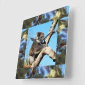Horloge Carrée Koala Dans L'Ancien Pin Arbre Encadré De Lorikeet, (Angle)