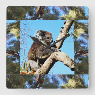 Horloge Carrée Koala In Old Pine Tree Framed With Lorikeet,