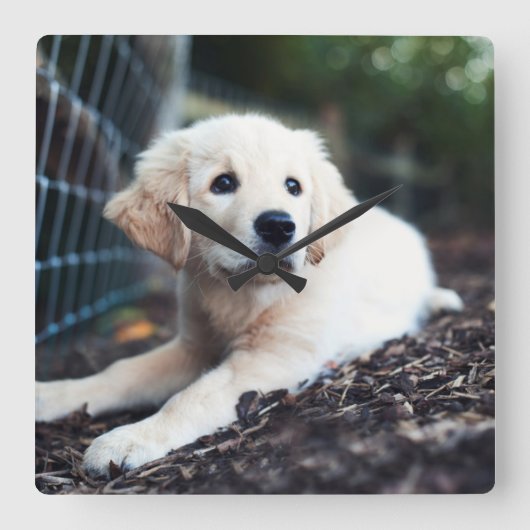 Horloge Carrée Labrador Puppy (Recto)
