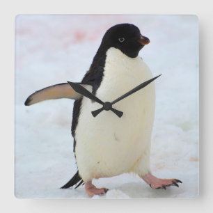 Horloge Carrée L'Antarctique. Île de Petermann. Pingouin d'Adeli