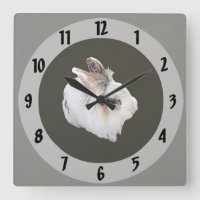 Lapin Lionhead tricolore