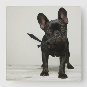 Horloge Carrée Le chiot le plus mignon de bouledogue français