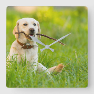 Horloge Carrée Le Labrador Jaune se rapproche avec un bâton