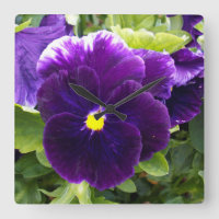 les Delights Purple Pansy,
