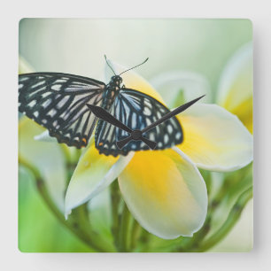 Horloge Carrée Les Etats-Unis, Pennsylvanie. Papillon de machaon