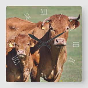 Horloge Carrée Limousin cow and calf clock with numbers