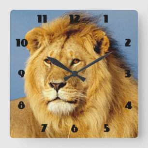Horloge Carrée Lion africain 2