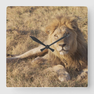 Horloge Carrée Lion Wall