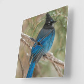 Horloge Carrée L'oiseau-geai de Steller dans l'arbre (Angle)