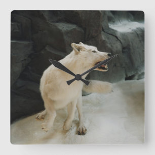 Horloge Carrée Loup blanc