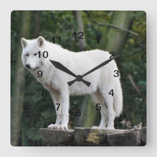 Horloge Carrée Loup blanc sauvage