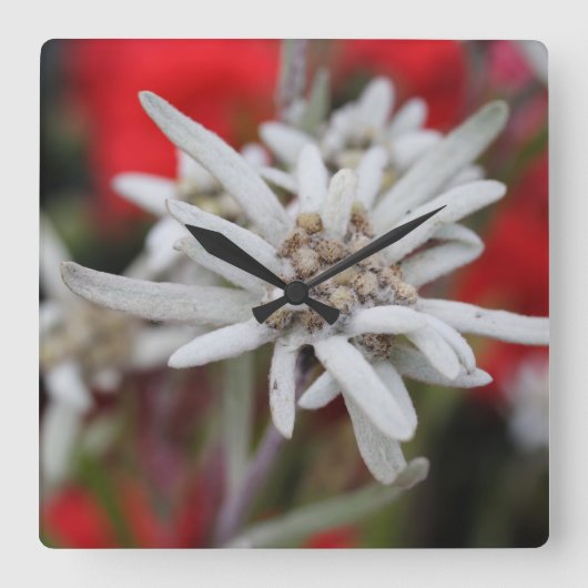 Horloge Carrée Lovely Edelweiss Leontopodium nivale (Recto)