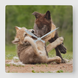 Horloge Carrée Luttes de louveteaux gris