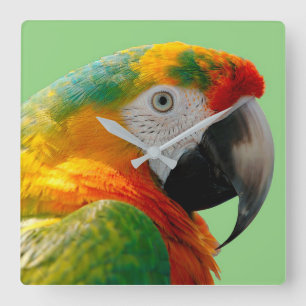 Horloge Carrée Macaw