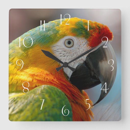 Horloge Carrée Macaw Parrot (Recto)