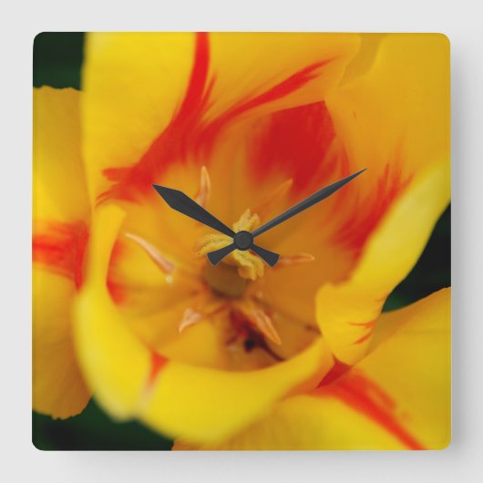 Horloge Carrée macro tulipe (Recto)