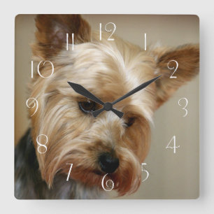 Horloge Carrée Magnifique Yorkshire Terrier