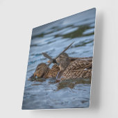 Horloge Carrée Mallard Ducklings (Angle)
