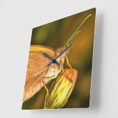 Horloge Carrée Meadow Brown Beau Papillon Art (Angle)