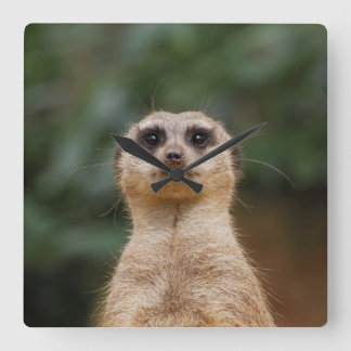 Horloge Carrée Meerkat 001