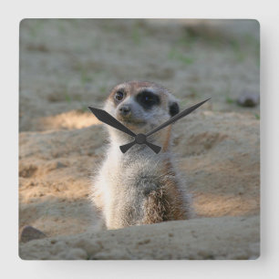 Horloge Carrée Meerkat 004