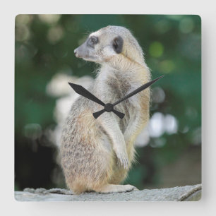 Horloge Carrée Meerkat 025