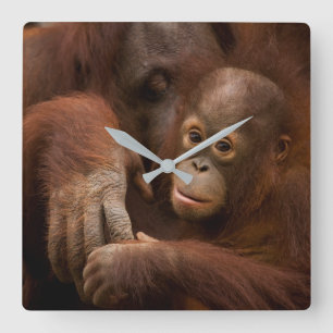 Horloge Carrée Mère orang-outan et bébé au zoo