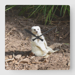 Horloge Carrée Modèle en nature : Posing Meerkat blanc pour camér