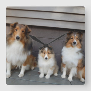 Horloge Carrée Mur Sheltie Trio Cloked
