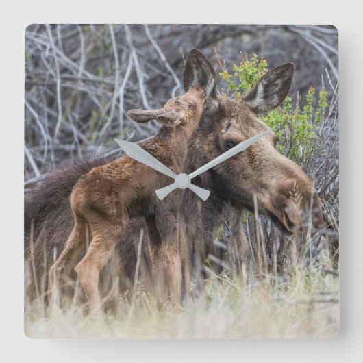 Horloge Carrée Newborn Moose Calf Nuzzling its Mother (Recto)