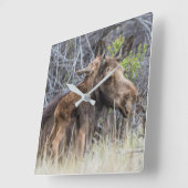 Horloge Carrée Newborn Moose Calf Nuzzling its Mother (Angle)