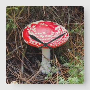 Horloge Carrée Nouvelle-Zélande, Rotorua, zone volcanique du Tau