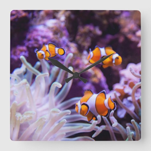 Horloge Carrée Ocellaris clownfish | Amphiprion ocellaris (Recto)