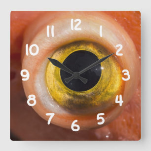 Horloge Carrée Oeil de sébaste