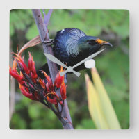 Oiseau iconique de Tui de NZ