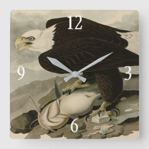 Horloge Carrée Oiseaux d'Amérique à tête blanche (aigle à tête bl