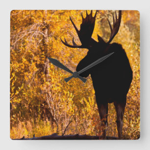 Horloge Carrée Orignal (Alces Alces) Taureau Dans Les Saules Doré