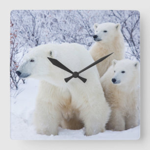 Horloge Carrée Ours blancs et deux petits animaux