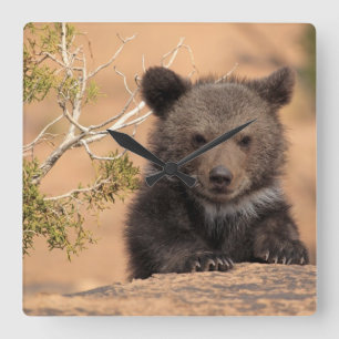 Horloge Carrée Ours gris CUB