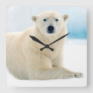 Horloge Carrée Ours polaire adulte grand verrat sur la glace d'ét