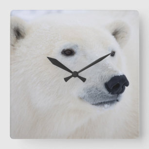 Horloge Carrée Ours polaire Churchill