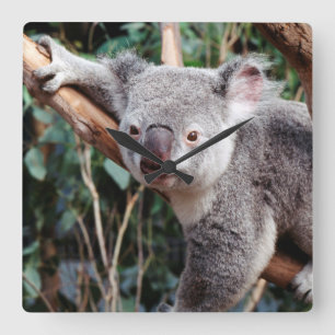 Horloge Carrée Parc de faune de Featherdale, ours de koala