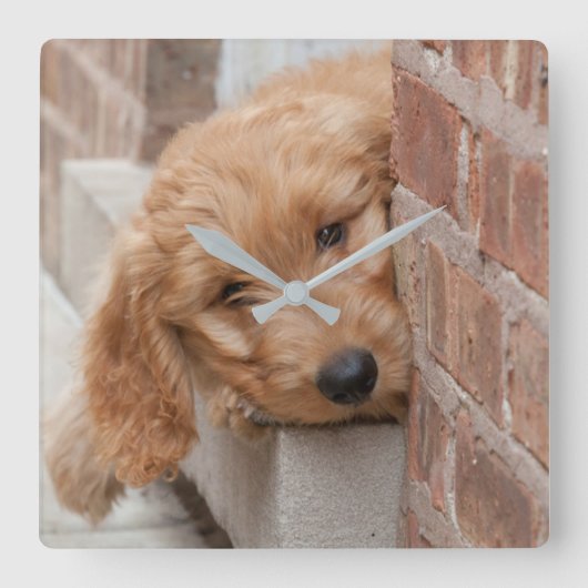 Horloge Carrée Peecing de Goldendoodle (Recto)