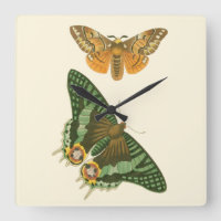 Peinture à papillon légèrement frontière