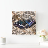 Horloge Carrée Peinture de papillon bleu de l'amiral blanc du sud (Maison)