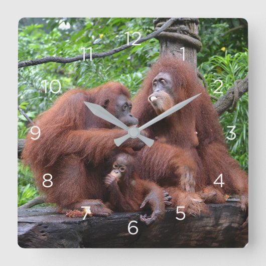 Horloge Carrée Petit déjeuner avec le zoo de Singapour Orangutans (Recto)